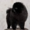Prestizh Chudo Pom Ot Shukur