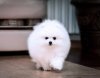 New's Pomeranian Anna