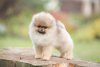 Marrino Pom Merlin