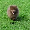 Zolotoy Pom