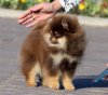 Sharmipom Cheking Shokolate Star