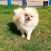 Russelle Pom’S Fionitta Imperial
