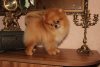 Mister Little Prince Gemchujina Skifii