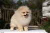 Shev`c Poms Charming Blond Bond