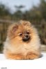 Shev`s Poms Charovnitsa