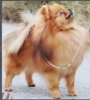Princess Joyce Of Moxiepoms