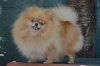 Pomeranskaya Zvezda Fiona Beauty