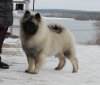 Almaznyy Istochnik Okrunaya Lyubov'yu