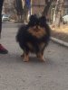 Diamond Of My Heart Iz Zailiyskogo Alatau