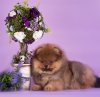 Imperiya Tiffani Brilliant Gyol