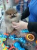 Surgut Oilz Siti Oduvanchik