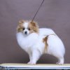 Niksend Cezarina Top Model
