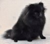 Funny Fluffy Praskovya Fantasy Black