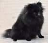 Funny Fluffy Praskovya Fantasy Black