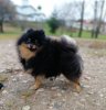 Liora Pom De Lyu Befana Kioki Kehtti