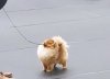 Sharmipom Impressive King