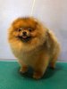 Pom Taylor Davidson Harly