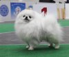 Allmax Pom Email