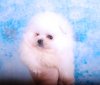 Mommy-Pommy Otto Gabor