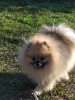 Buchik Brave Boy