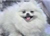 Pong Pong Of Jin Chii Hsiang Kennel