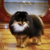 Zolotoy Tsvetok Gabriel' Grey