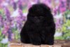 Daymoon To Dream Golden Pomerian