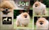 Sunryze Poms Jonas Brothers Joe