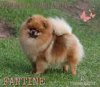 Supreme Dog I Dreamed A Dream