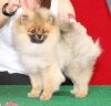 Sourwoods Sable Dandy