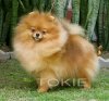 Tokie Tuff Tiger Lilly