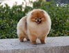 Nike Kelis Of Hc Poms Kennel
