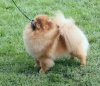 Piccolo Pom's Untouchable Image