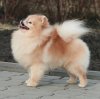 Perro Milagroso Notte D'amore
