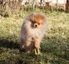 Pomdream Dolce Amore