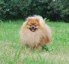 Solar Smile Dolce Vita