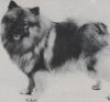 Keestorpets Quintess