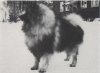 Keestorpets Galant