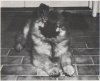 Keestorpets Wagabond