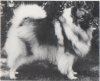 Keestorpets Geischa