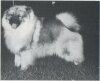 Älvtorpets Chatastrophe