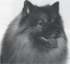 Keestorpets Martini