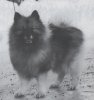 Silvertassen's Chipper