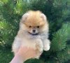 Incredible Pom Mano Azartas