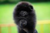 Heavenly Paws Kizmet
