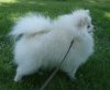 Ice Pom Zhaklin Zhardi