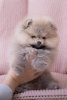 Heavenly Paws Ambassador