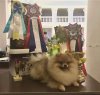 Degel'pan Dog Lolita