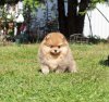 Pom Dream J'adore