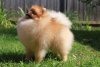 Shiny Pom's Something Special Andy